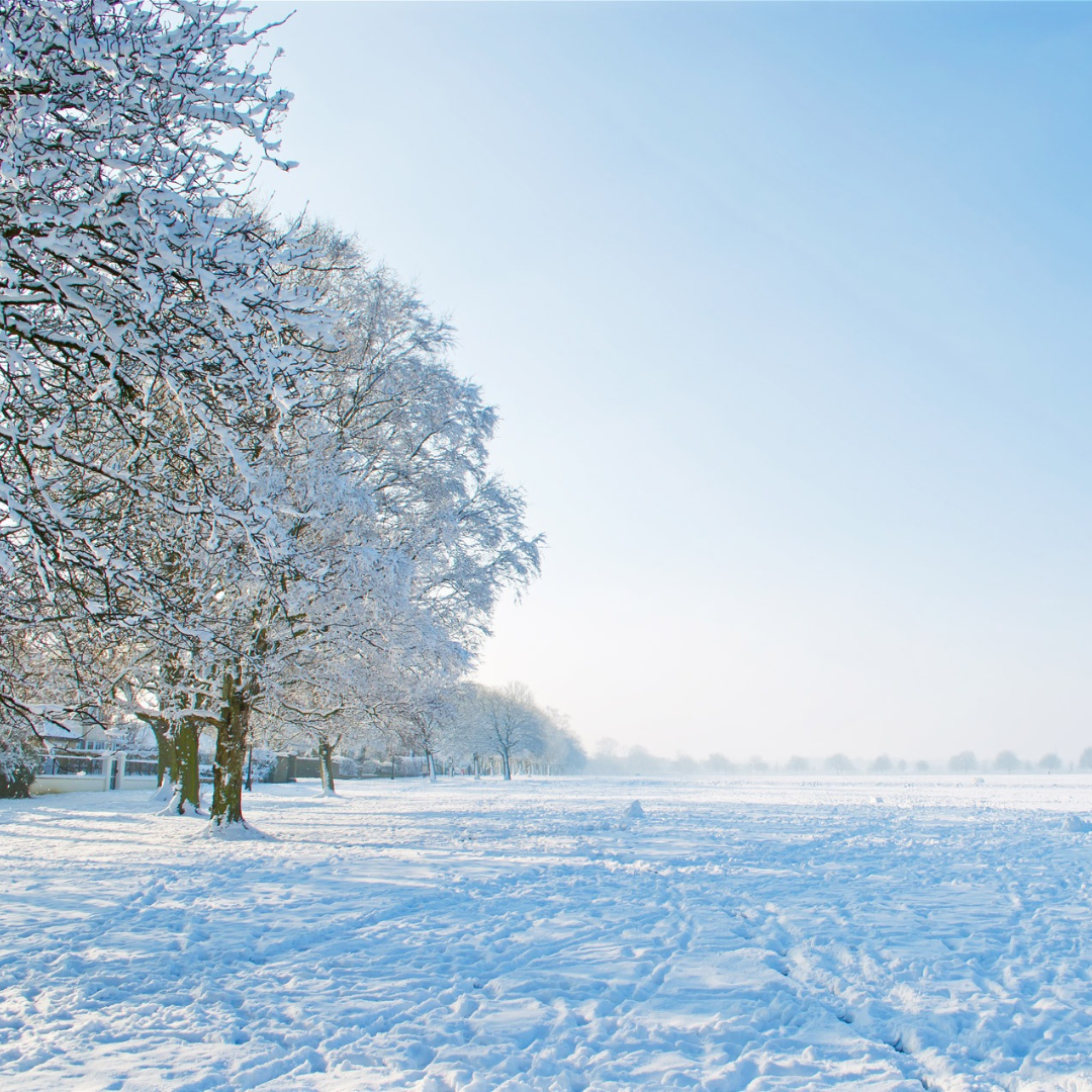 Snow mold - A common cause of early spring sniffles