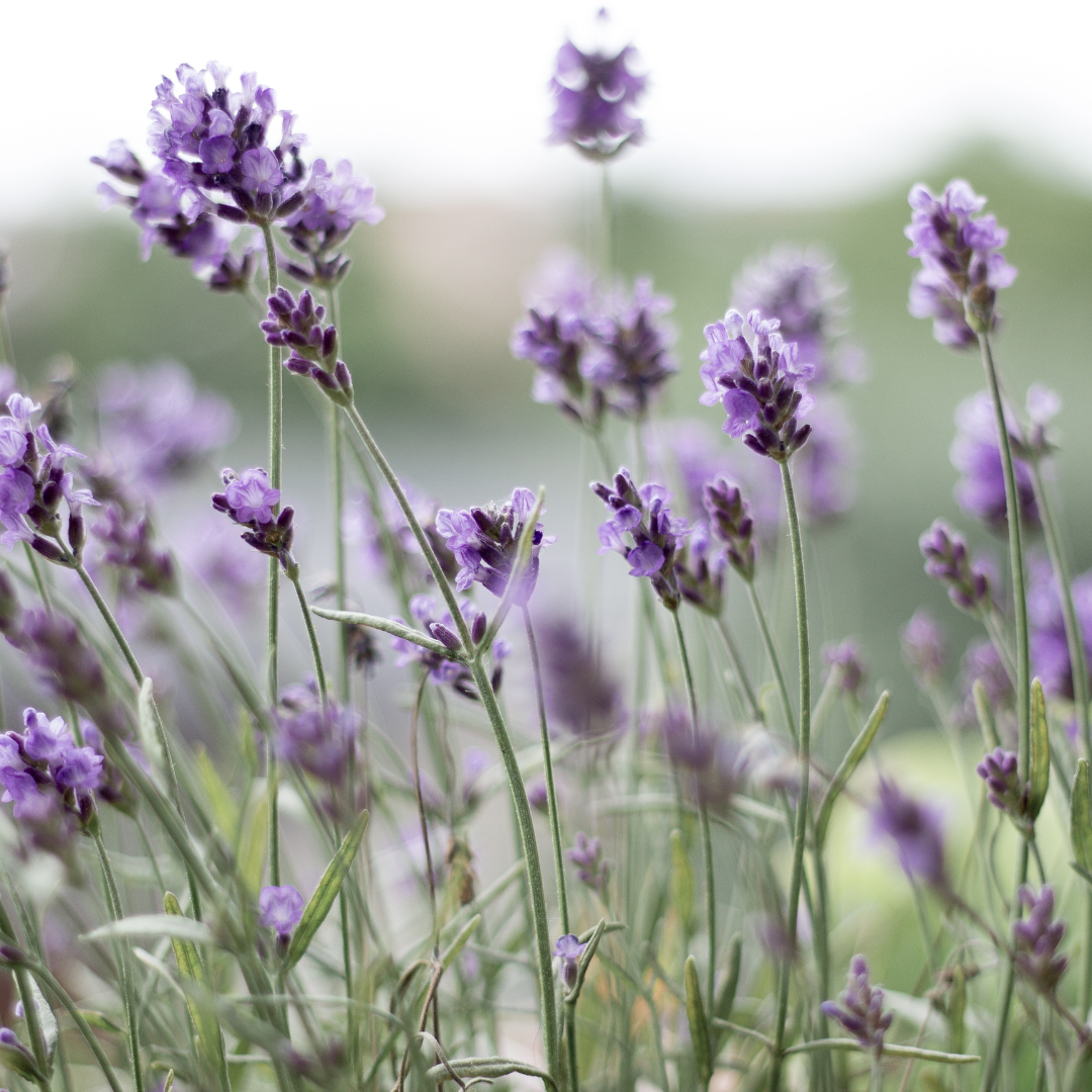 Garden planning - repel mosquitoes this summer with these plants