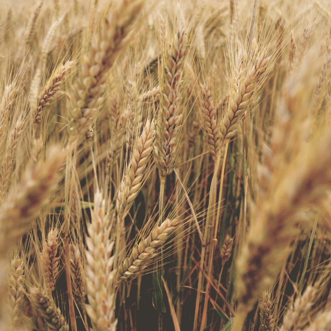 Celiac vs gluten sensitivity vs wheat allergy - what is the deal?