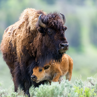 Are bison good for the planet?
